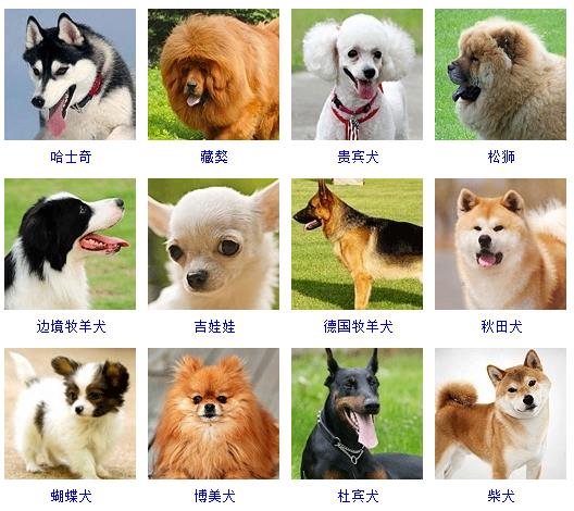178个宠物狗品种大全及图片(十大适合家养的狗)-华体会官网连接